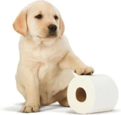 Scottex Toiletpapier - Kussenzacht Design Wc Papier - 84 Rollen 8 Scottex Toiletpapier - Kussenzacht Design Wc Papier - 84 Rollen -HG Winkel 1200x1142 6