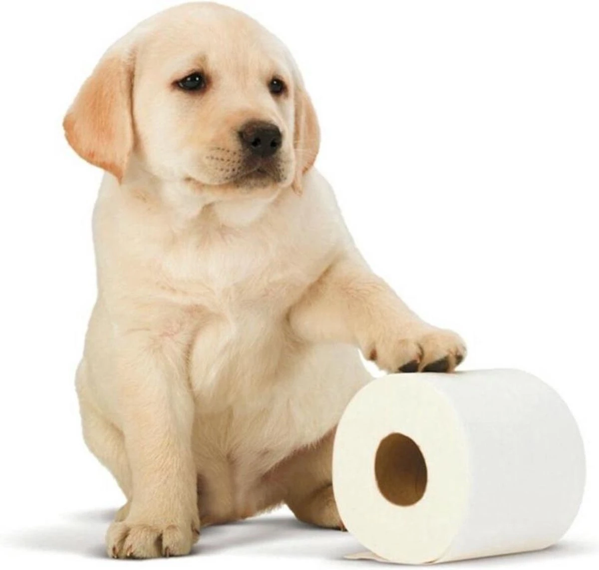 Scottex Toiletpapier - Kussenzacht Design Wc Papier - 84 Rollen 3 Scottex Toiletpapier - Kussenzacht Design Wc Papier - 84 Rollen - Afbeelding 3