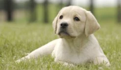 Page Toiletpapier - Eco - Duurzaam - 24 Rollen - Voordeelverpakking -HG Winkel 1200x697