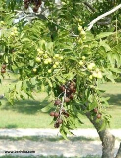 Wasnoten Start 150gr Met Waszakje - Zeepnoten - Natuurlijk Wassen -HG Winkel 920x1200